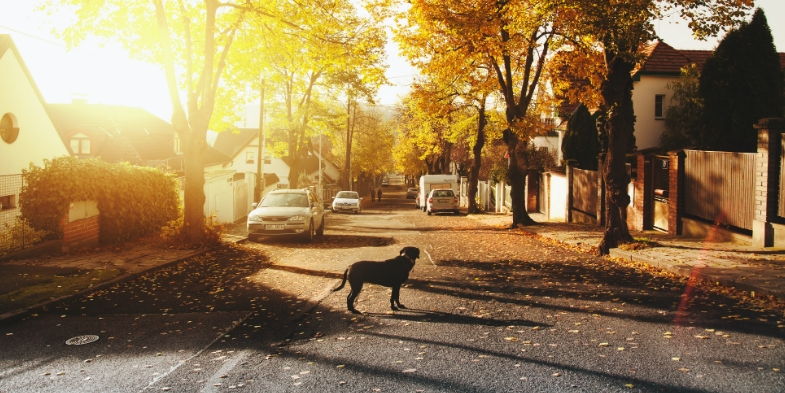 Dog standing in a calm street covered in leaves